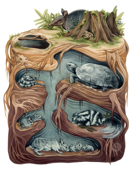 Gopher Tortoise Burrow