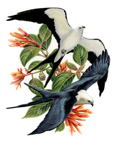 Swallow-tailed Kite + Firebush