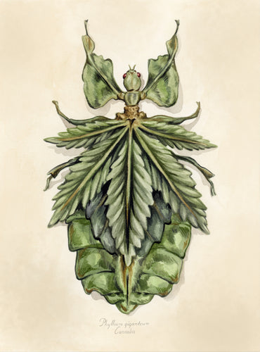 Cannabis Leaf Bug mini