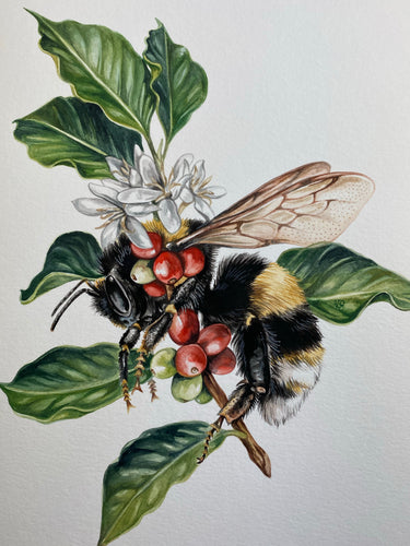 Coffee Bumblebee