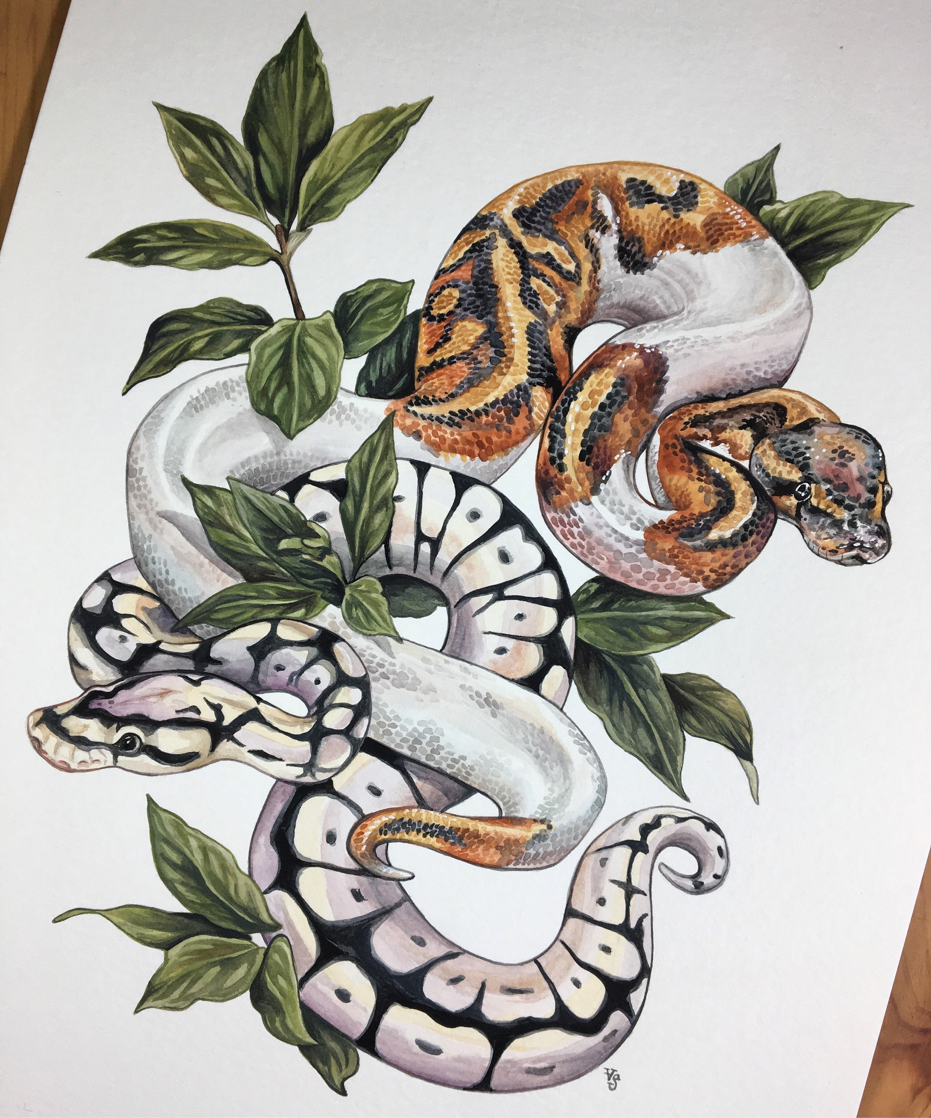 ball python drawings