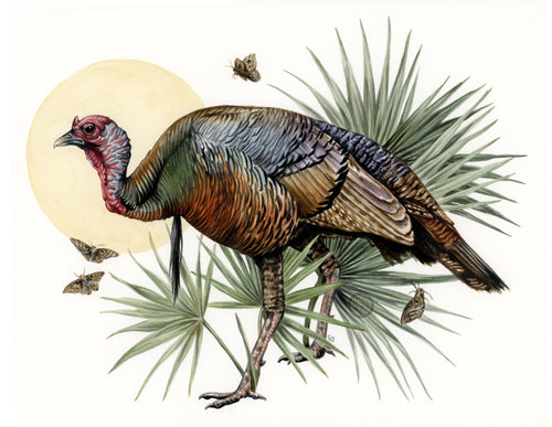 Osceola Turkey + Moths