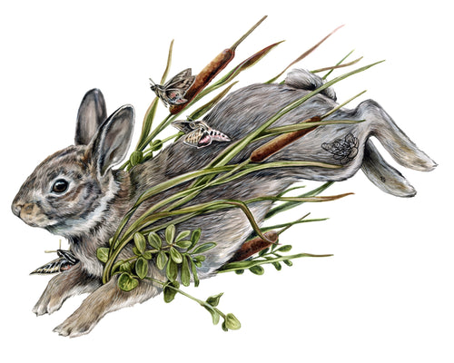 Marsh Hare + Hawk Moths